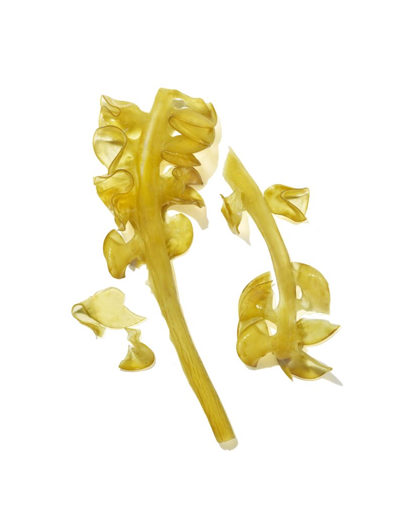 Mekabu Mekabu Sample