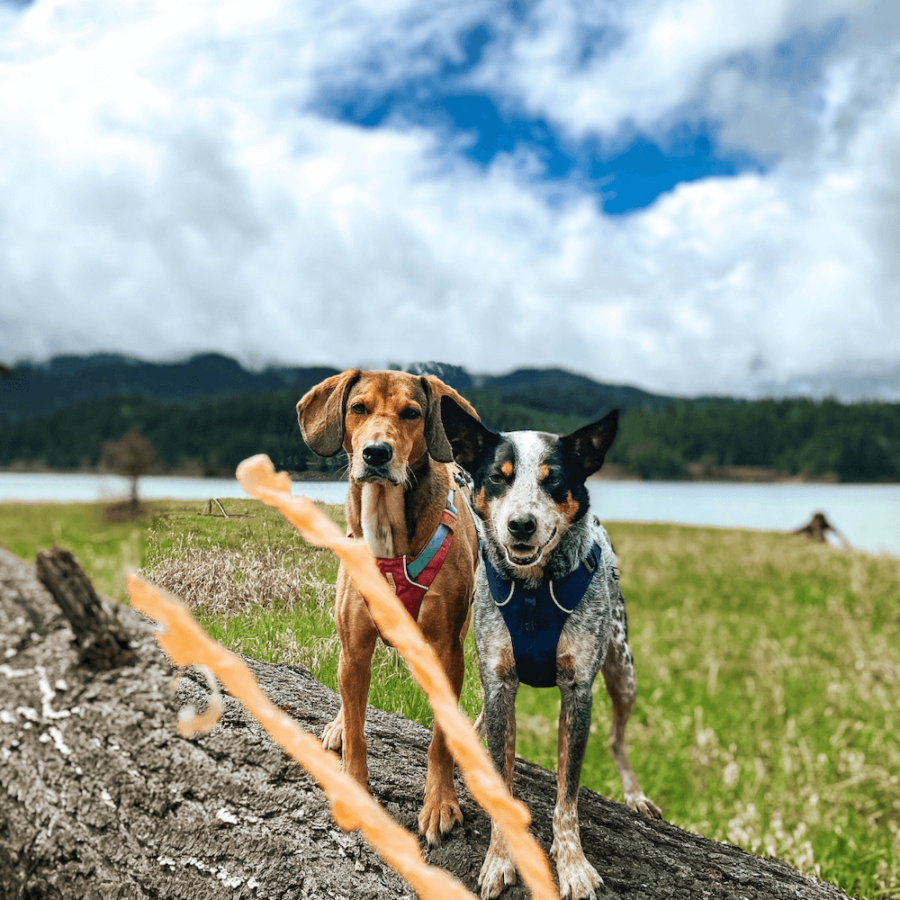 Nature Gnaws tendon chews treat for hiking