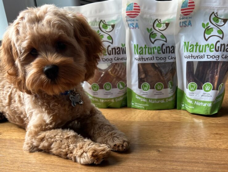 Ares the Cockapoo and Nature Gnaws all-natural dog-treats