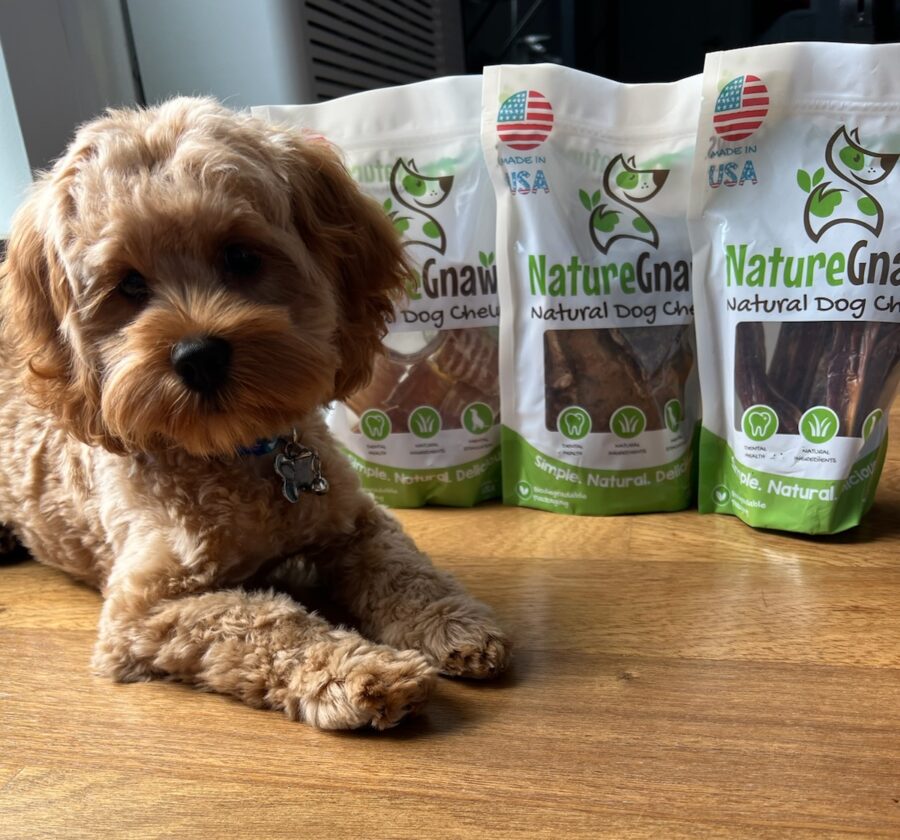 Ares the Cockapoo with Nature Gnaws all-natural dog treats and chews