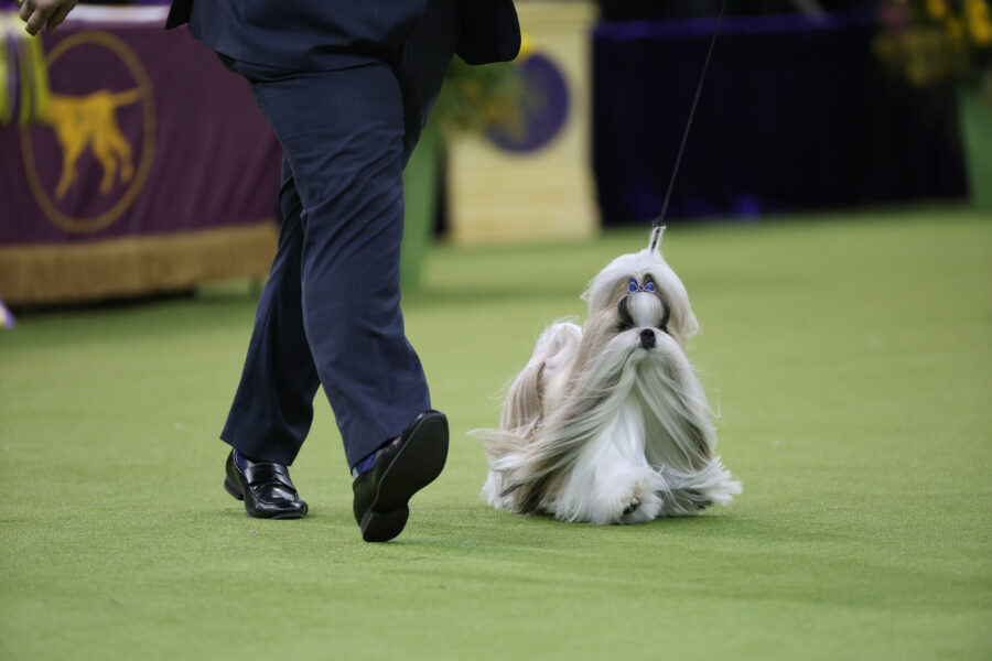 Comet the Shih Tzu
