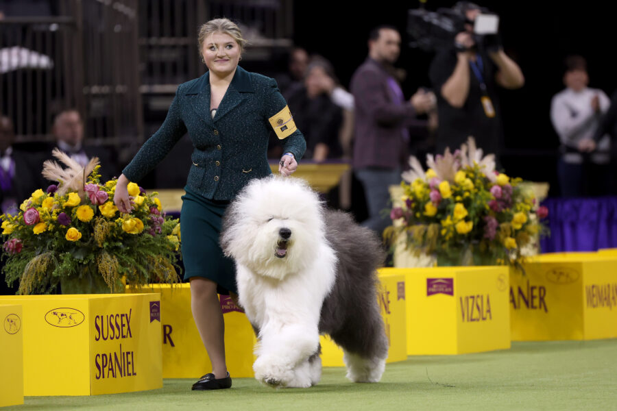 Taylor Johnson and her Old English Sheepdog, Bugaboo's Let It Be