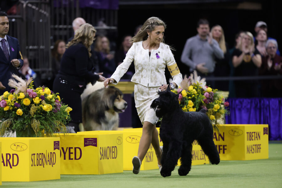 Best in Show winner Monty the Giant Schnauzer