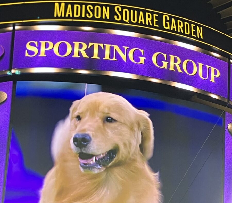 Golden Retriever