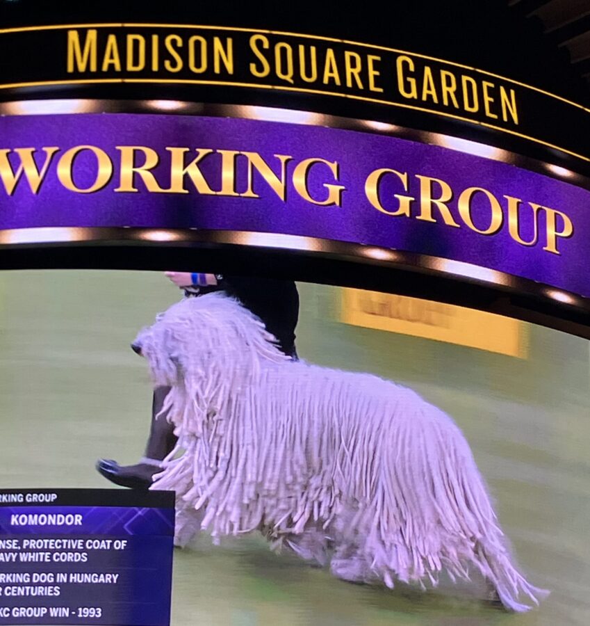 Komondor