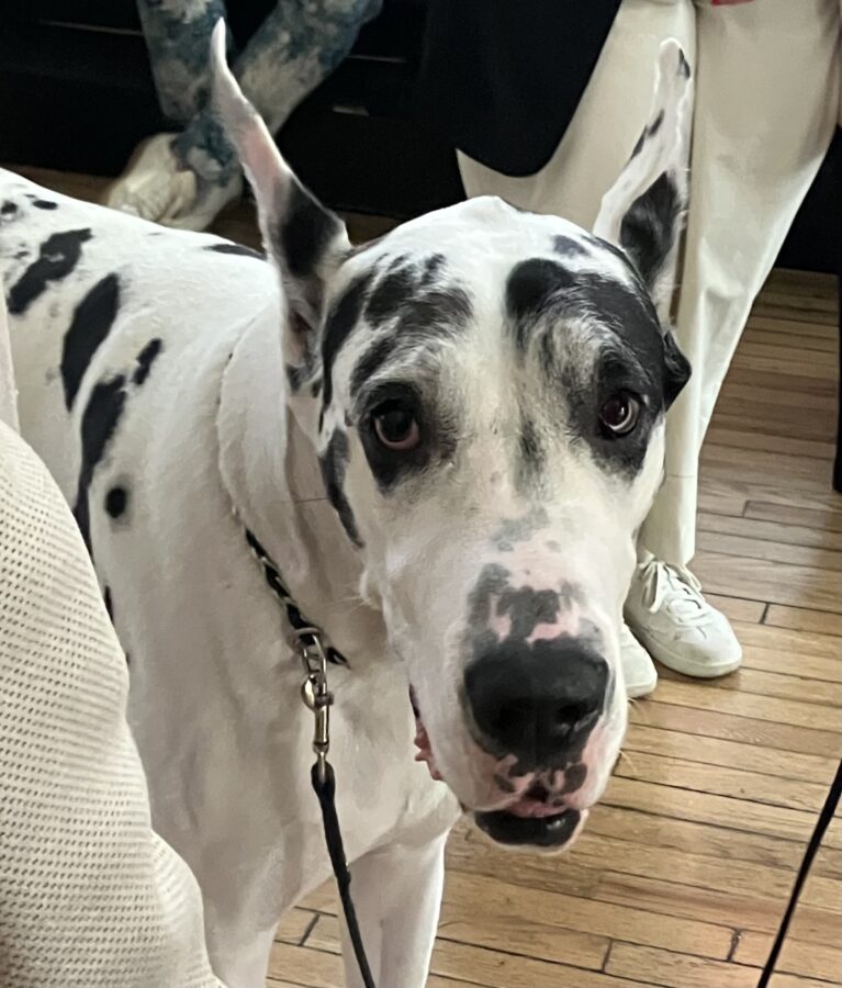 Bing the Great Dane