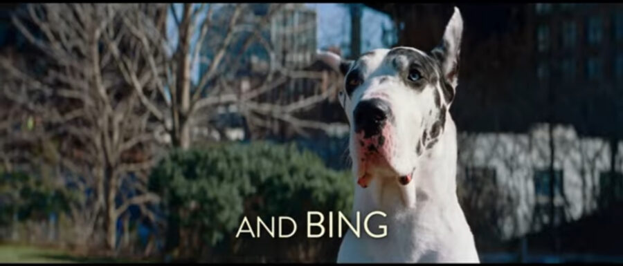 Bing the Great Dane