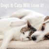 For Anxious Pets: A Tourmaline-Infused Safe Space