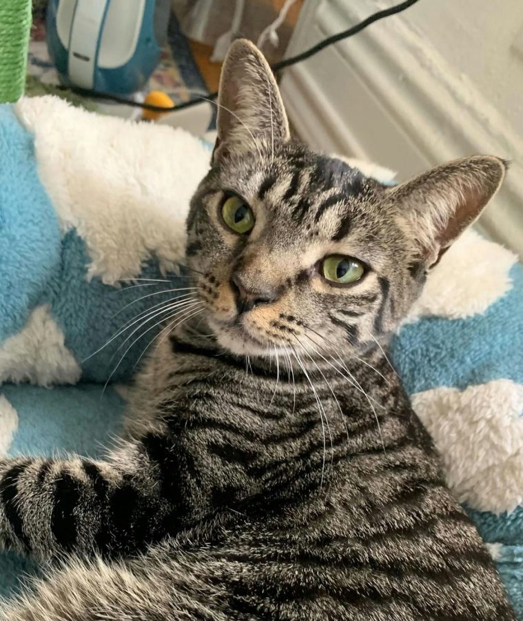 Cat Republic Cat