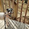Our Editors & Their Beloved Pets: Meet Champ